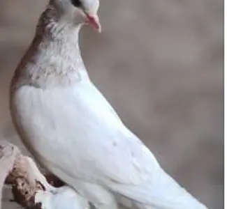 Иранские и бакинские бойные голуби